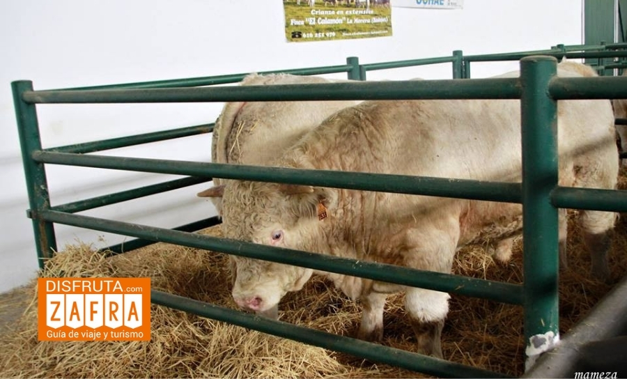 Ganado Ganado en la Feria de Zafra